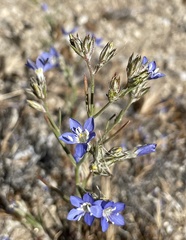 Eriastrum sapphirinum sapphirinum