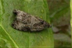 Olethreutes permundana