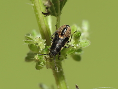 Heterogaster urticae