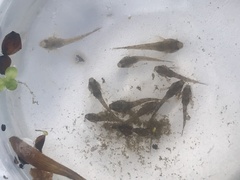 Cottus gobio