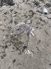 Enteroctopus dofleini