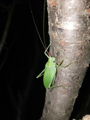 Pterophylla camellifolia