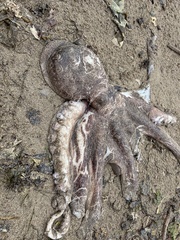 Enteroctopus dofleini