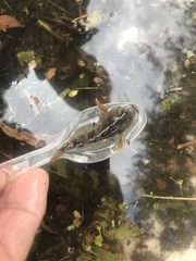 Cottus gobio
