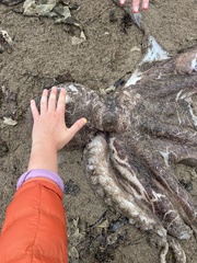 Enteroctopus dofleini