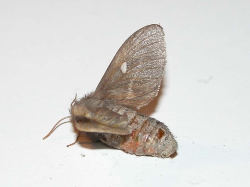 Psilogaster loti