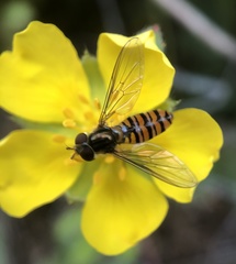 Episyrphus balteatus