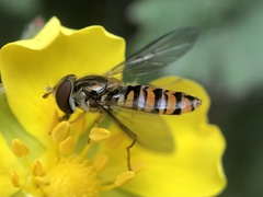Episyrphus balteatus