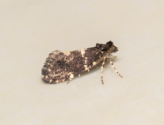 Narycia duplicella