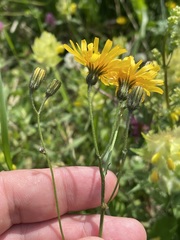 Crepis mollis