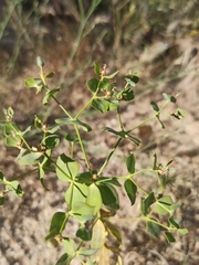 Euphorbia seguieriana