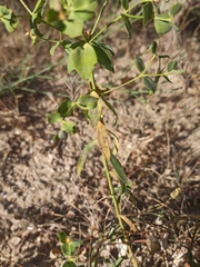 Euphorbia seguieriana