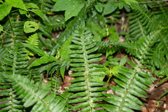 Polystichum acrostichoides