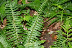 Polystichum acrostichoides