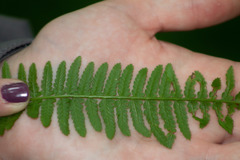 Polystichum acrostichoides