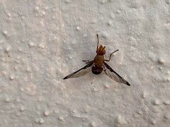 Diacrita