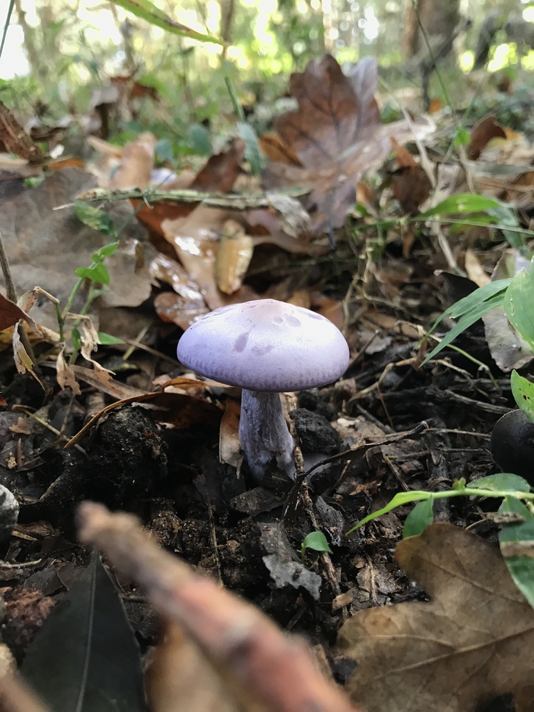 Collybia nuda · May 2022 · photo: © nicof47 (iNaturalist, cc-by)