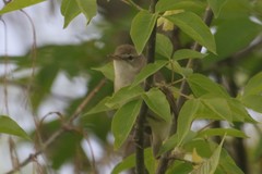 Acrocephalus palustris