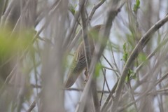 Acrocephalus palustris