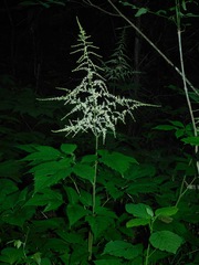 Astilbe biternata