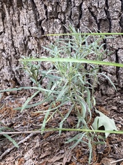 Pombalia verticillata