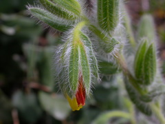 Onosma graeca