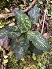 Stenorrhynchos albidomaculatum