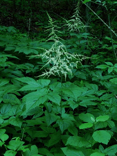 Image of Astilbe biternata by (c) Michael J. Papay, some rights reserved (CC BY)