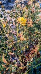 Medicago cretacea