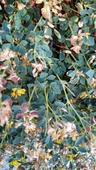 Medicago cretacea