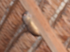 Isothrix bistriata