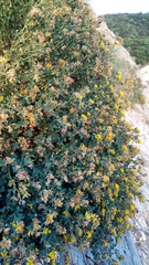 Medicago cretacea