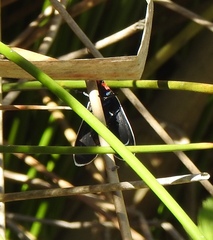 Ctenucha multifaria