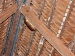 Isothrix bistriata