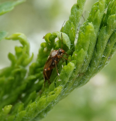 Deraeocoris flavilinea