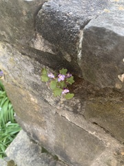 Cymbalaria muralis