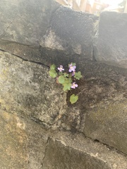 Cymbalaria muralis