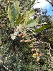 Citharexylum mirifolium