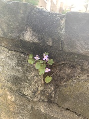 Cymbalaria muralis
