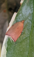 Clepsis siciliana