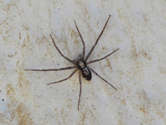 Pulchellodromus pulchellus