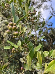 Citharexylum mirifolium
