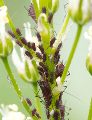 Macrosiphum kiowanepus