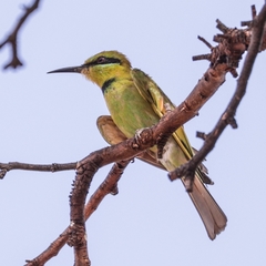 Merops viridissimus