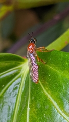 Dioctria rufa