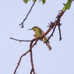 Merops viridissimus