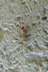 Anomalomyia guttata