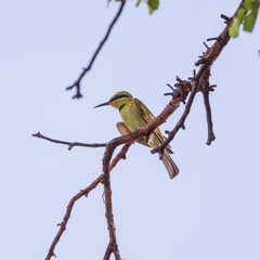 Merops viridissimus