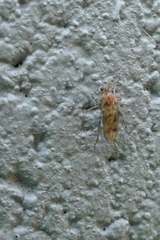 Anomalomyia guttata