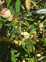 Cistus ladanifer